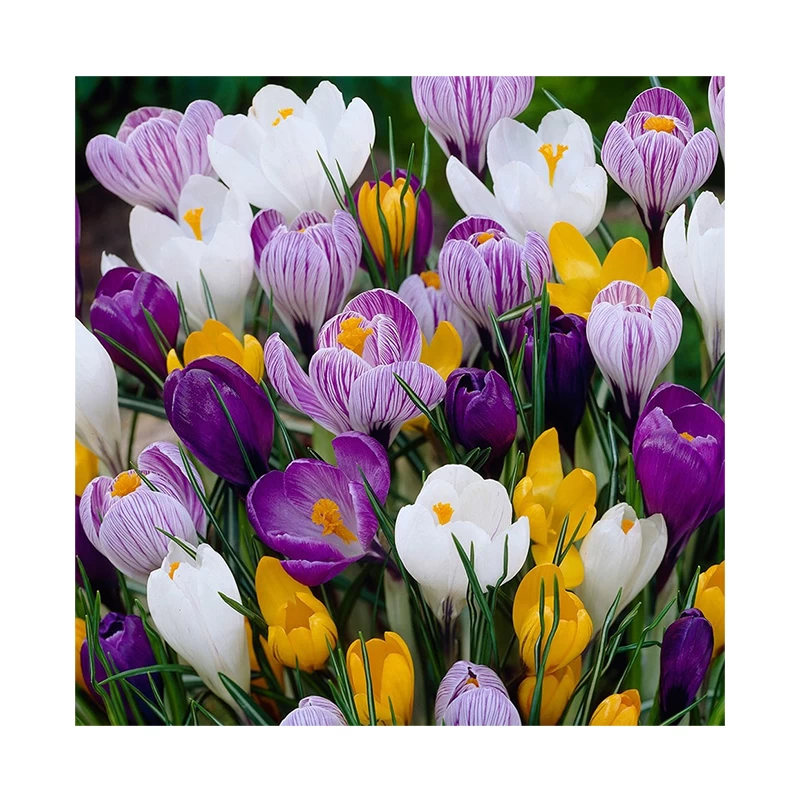 Brandusa de primavara Crocus, 50 bulbi, Holland Park