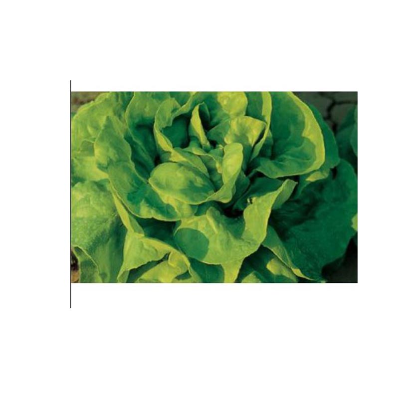 Seminte salata JUSTINE Clause - 10 g