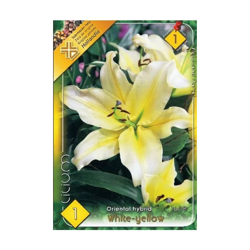 Bulbi de flori Crin White Yellow, 1 buc