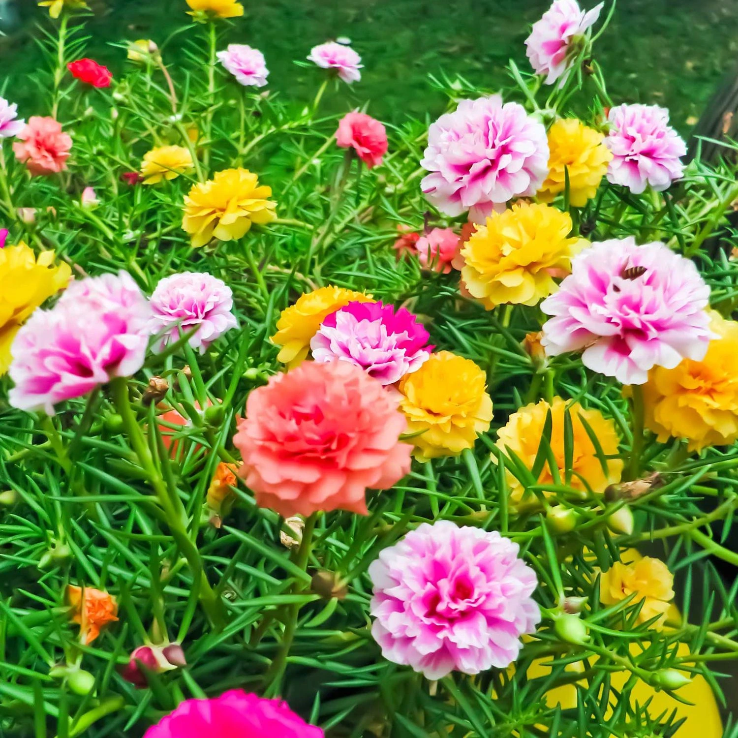Floare de piatra Portulaca grandiflora Kertimag cat A