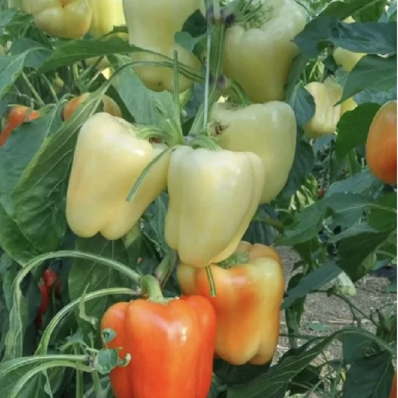 Seminte Ardei ARDUS F1 (OS 4570) - 500 seminte