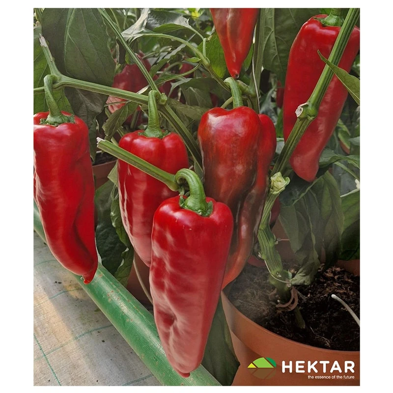 Seminte Ardei lung Kapia NAPOCA F1, Hektar, 100 seminte