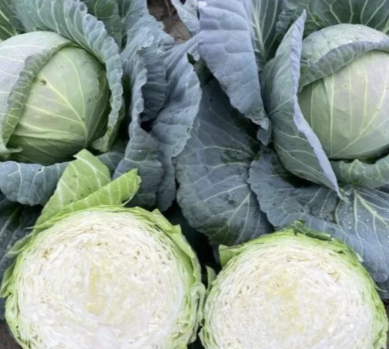 Seminte de varza alba KEPO F1, Syngenta - 2.500 seminte