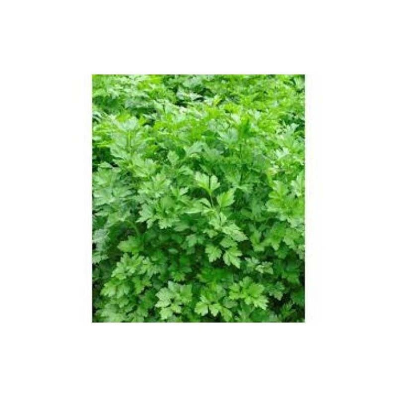 Seminte Patrunjel frunza Commun 1kg