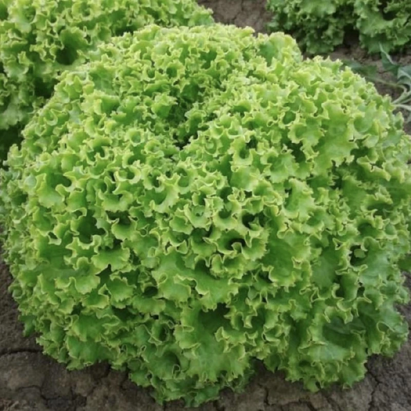 Seminte Salata drajata GENTILINA - 5000 seminte